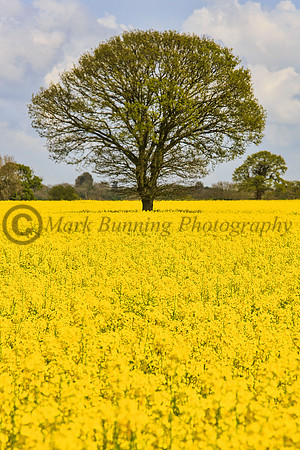 Feld of Rapeseed