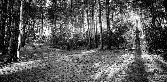 An autumns walk in black and white