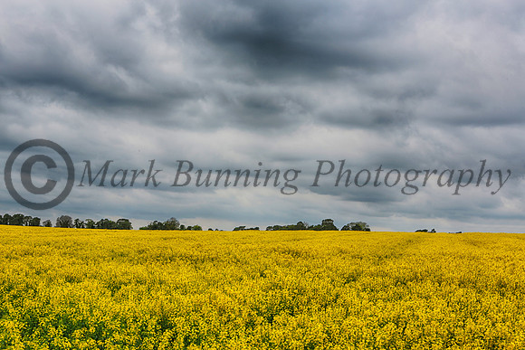 A golden rapeseed field