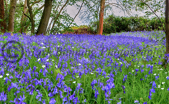 Carpet of Bluebells