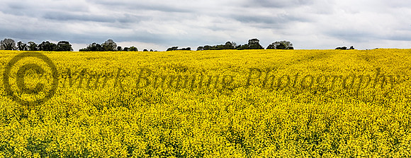 Rapeseed Field