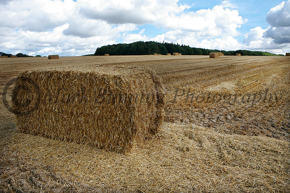 An English harvest
